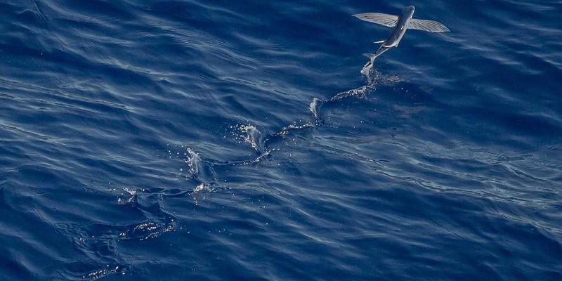 礼品定制指南：如何通过知礼兜等专业平台打造高效促销礼品方案